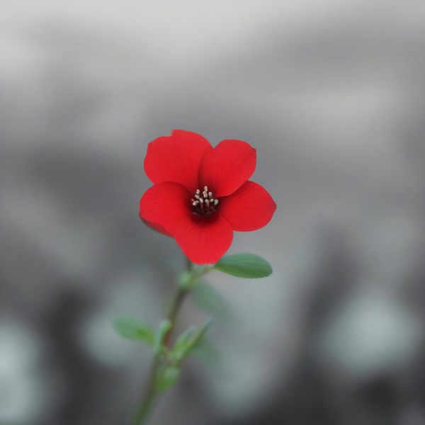 Christmas fireplace - V1