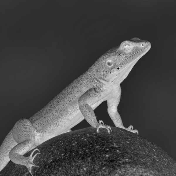 Thermal Night Vision style XL + F1D - thermal night F1D v1.0