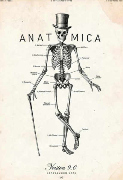 Anatomica - v9.0