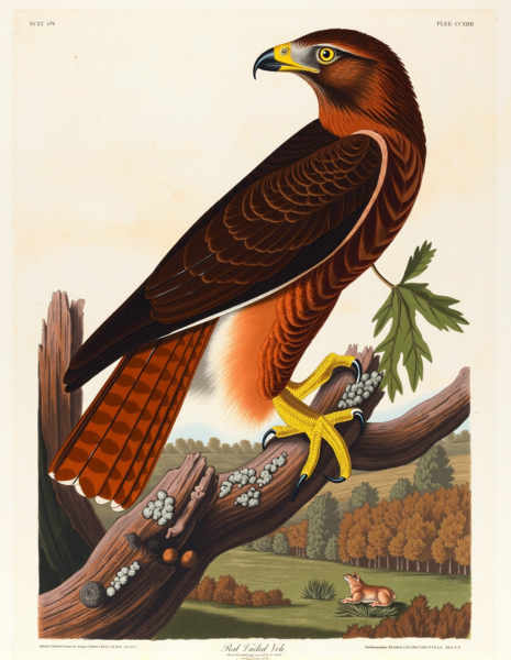 John James Audubon Style - FLUX