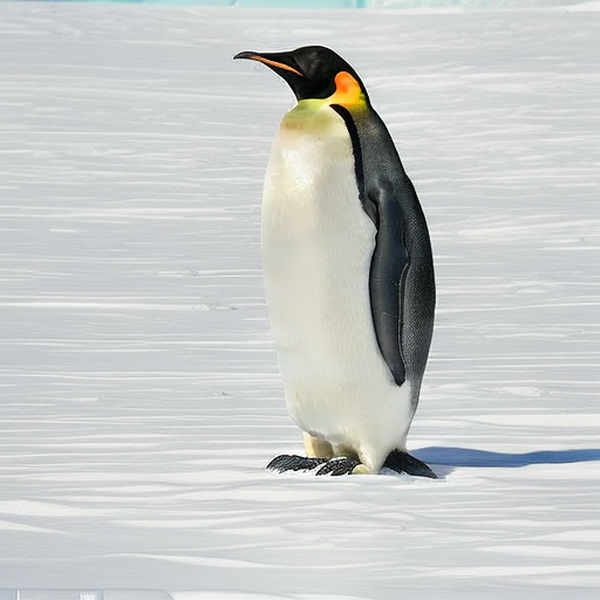 Emperor Penguins - V1