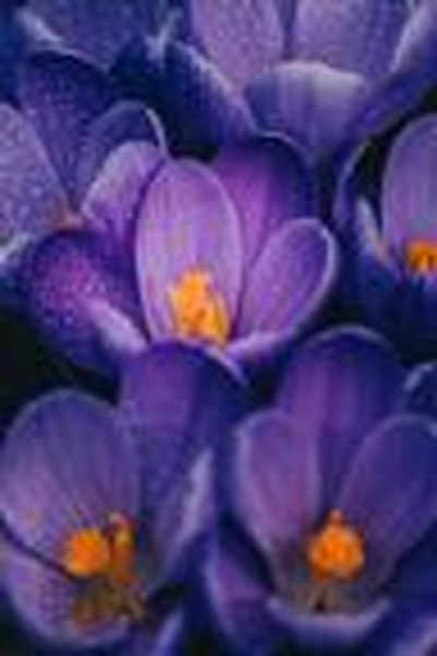 Julie Makimoto | Julie Hayward | bakugan battle Brawlers - Sd 1.5