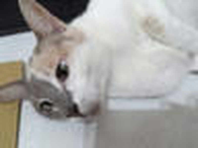 Long Sleeve Super Crop - beta2