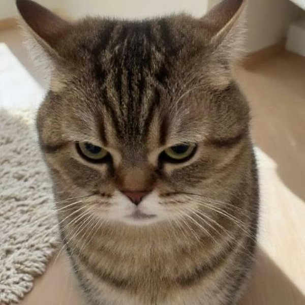 WD-Stubborn Cat - A Stubborn Soul - v1.0