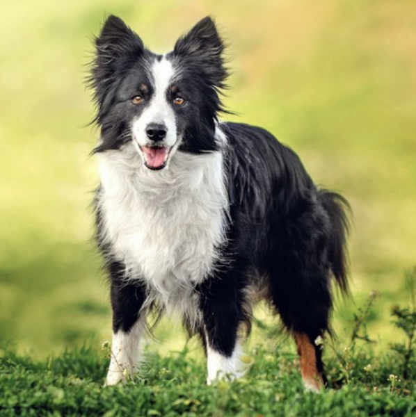 penink_dog_style_v1 - v1.0