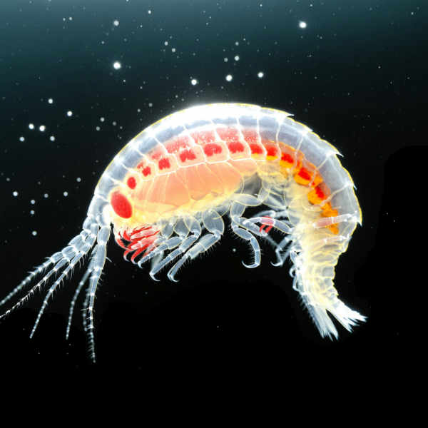 Amphipod - AmphipodXL
