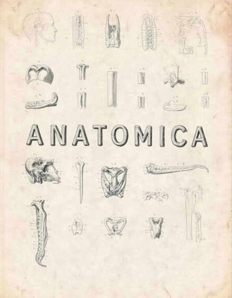 Anatomica - v1.0