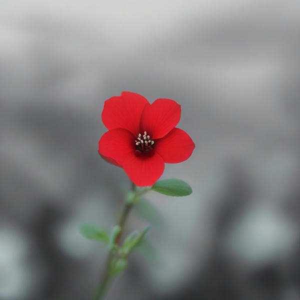 Christmas fireplace - V1